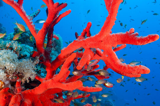 Egypt, Taba, Toxic Finger-sponge (Negombata magnifica)