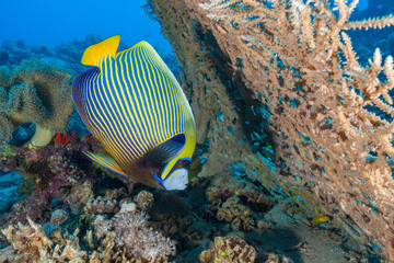 Egypt, Taba, Emperor Angelfish (Pomacanthus imperator) © Luigi