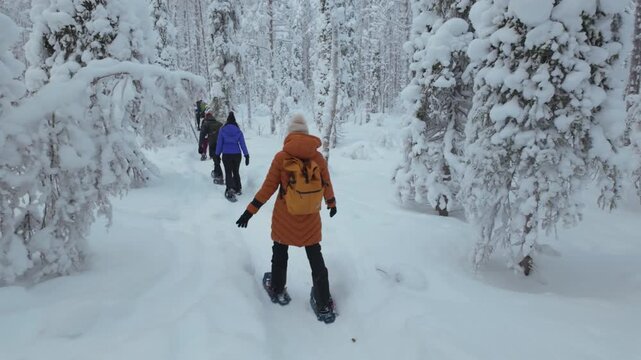 Experience the serene beauty of Akaslompolo in Lapland as adventurers explore the snow-covered forest. Thick snow blankets the ground, creating a magical atmosphere amidst towering trees.