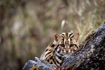 Leopard Cat hiding behind rock © Pritam Majumder