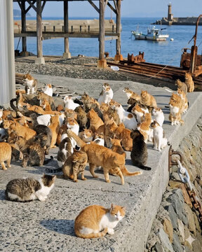 A large colony of stray cats on a concrete pier in a Japanese fishing harbor, Cat Island