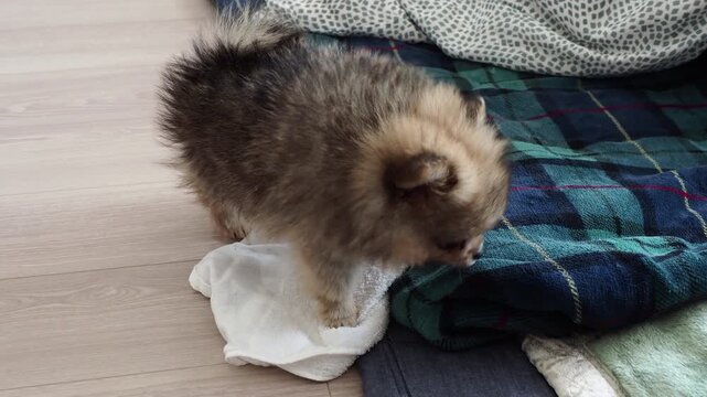 家のリビングで楽しく遊んでいる可愛いポメラニアンの子犬の様子