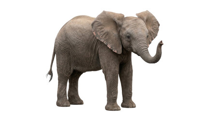 Obraz premium African savanna elephant calf, png cut out isolated on transparent background