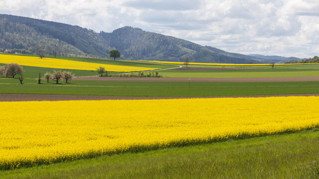 Paysage en suisse &agrave; Metzerlen-Mariastein, une commune du canton de Soleure, situ&eacute;e dans le district de Dorneck. Prairies et collines cultiv&eacute;es au printemps