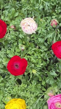 Colorful flowering ranunculus asiaticus in spring