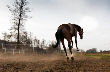 Wesoła konie podczas zabawy na porannym pastwisku © kubikactive