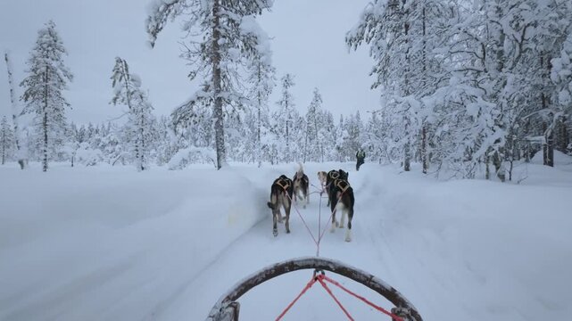 Harness the power of friendly sled dogs as they glide through a snowy wonderland in Akaslompolo, Lapland. The serene winter beauty captivates with every glide along the snowy trails.