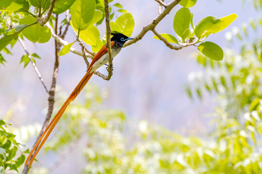 A male Indian Paradise flycatcher (Terpsiphone paradisi) perched on a tree branch with beautiful long tail. West Bengal, India