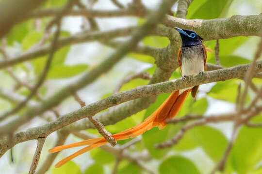 A male Indian Paradise flycatcher (Terpsiphone paradisi) perched on a tree branch with beautiful long tail. West Bengal, India
