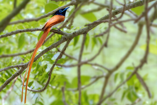 A male Indian Paradise flycatcher (Terpsiphone paradisi) perched on a tree branch with beautiful long tail. West Bengal, India
