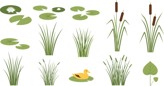 Pond nature vector illustration set featuring water lily pads, lotus flowers, cattails, marsh grass, swamp plants, and a cute yellow duck for wetland ecosystem designs.