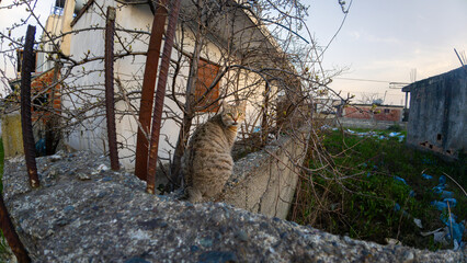 Gray tabby cat on fence in Albania © Evgeniya