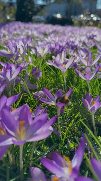 Purple crocus flowers with bumblebee, spring nature scene, macro wildlife footage
