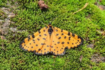 Leopard moth © Sonja