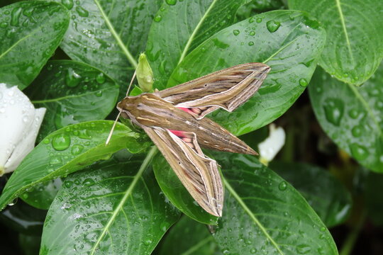 Hawk moth on greel leaves