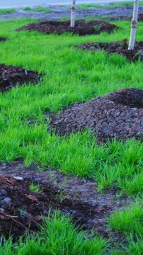 Mounded soil encircles young trees within lush green landscapes for protection. Circular mulch rings and earth mounds are essential for moisture conservation and soil stability around developing trees