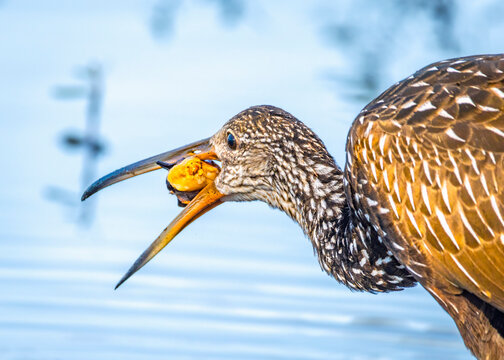 Limpkin snacking on what I think is a Island Apple Snail at Cullinan Park in Sugar Land, Texas