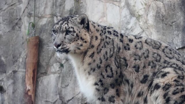 Snow leopard walking along rocky terrain, showcasing its distinctive spotted fur and focused gaze while navigating its natural habitat in a wildlife setting