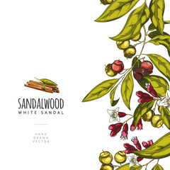 Naklejka premium Sandalwood tree branch with leaves, flowers and seeds, vector sketch seamless border, cosmetics and perfume ingredient