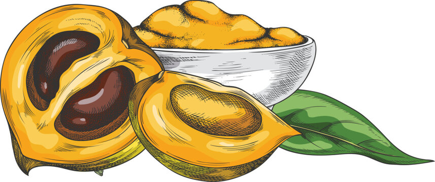 Lucuma cut fruit, bowl of powder and leaf sketch, vector hand drawn ripe orange tropical eggfruit, superfood product