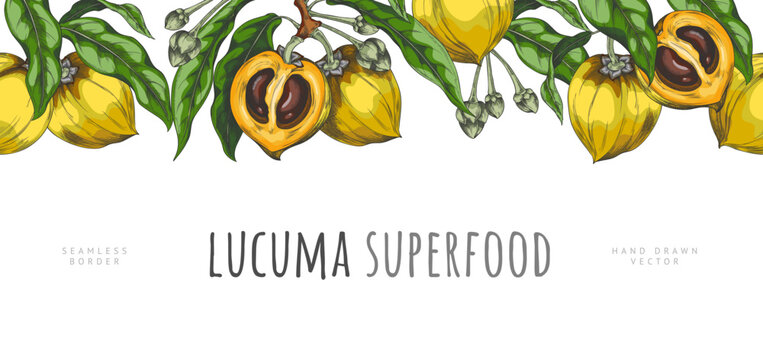 Lucuma branch with fruits and leaves vector sketch seamless border, orange fresh ripe eggfruit farm harvest superfood