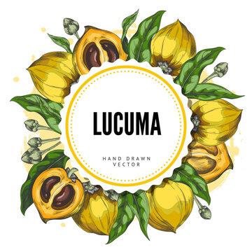 Lucuma branch with fruits and leaves sketch round label vector design, hand drawn fresh ripe eggfruit superfood
