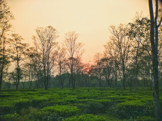 Fototapeta premium Tea Garden