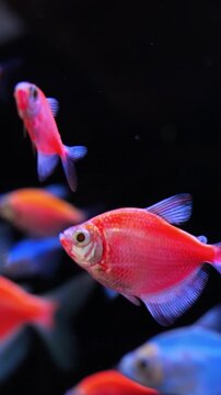 Energetic neontinted tetra group moving rapidly in aquatic environment. Lively school of vibrant pink tetra fish swiftly swimming against dark backdrop with glowing neon colors and dynamic movement
