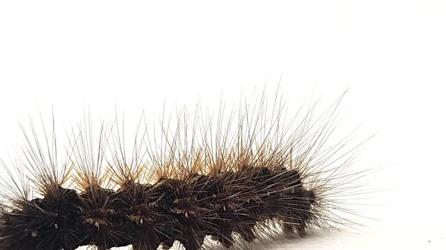 Hairy caterpillar isolated on white background crawling in macro close up, detailed insect with spines and texture, wildlife study scene showing movement, biology, entomology natural organism behavior