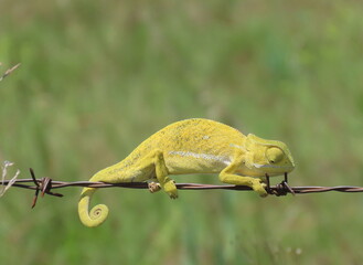 Yellow chameleon on fence © Sonja