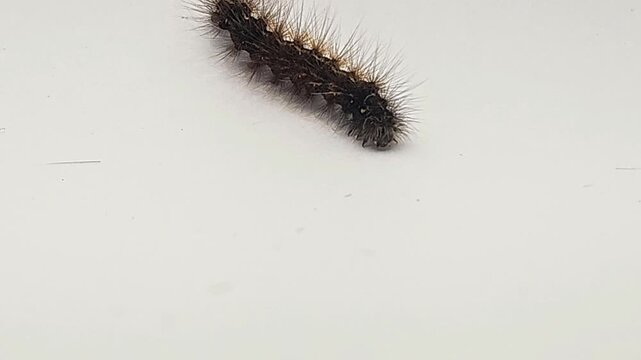 Hairy caterpillar isolated on white background crawling in macro close up, detailed insect with spines and texture, wildlife study scene showing movement, biology, entomology natural organism behavior