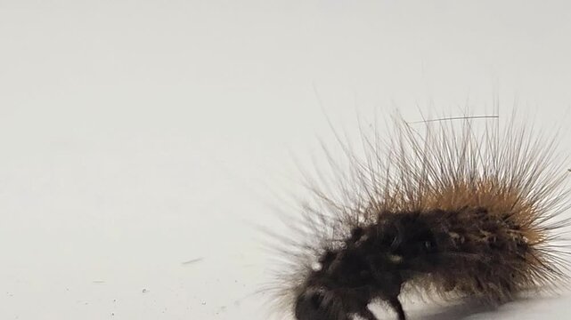Hairy caterpillar isolated on white background crawling in macro close up, detailed insect with spines and texture, wildlife study scene showing movement, biology, entomology natural organism behavior