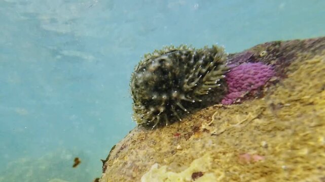 Closeup underwater view of a cowrie shell with its soft mantle covering the shell surface. The mantle gently moves with the water current on a coral reef creating a unique natural texture.