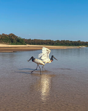 great white heron