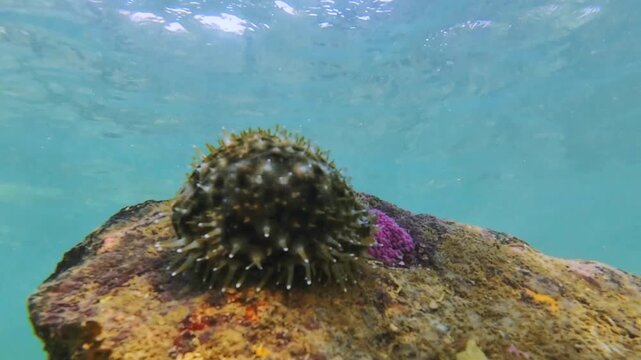 Closeup underwater view of a cowrie shell with its soft mantle covering the shell surface. The mantle gently moves with the water current on a coral reef creating a unique natural texture.