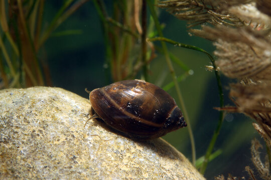 Tadpole Physa Snail on Rock Side View. Macro close-up of a tadpole physa snail (Physa sp.) crawling on a submerged rock, with soft aquatic vegetation in the background. 