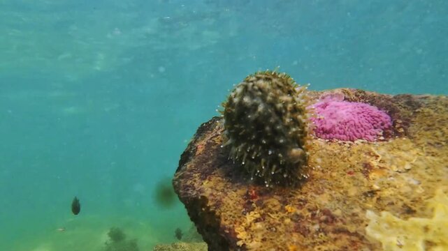 Closeup underwater view of a cowrie shell with its soft mantle covering the shell surface. The mantle gently moves with the water current on a coral reef creating a unique natural texture.