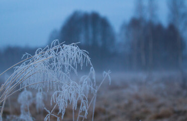 Wysokie trawy zmrożone porannym białym szronem na wielkiej łące przed świtem,  © kubikactive