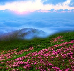 Obraz premium blooming red pink rhododendrons flowers, spectacular morning dawn scene in mountains...exclusive - this image is sell only on Adobe stock 