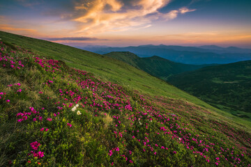 Obraz premium blooming red pink rhododendrons flowers, spectacular morning dawn scene in mountains...exclusive - this image is sell only on Adobe stock 