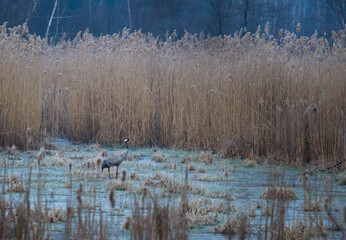 Żuraw brodzący w stojącej turkusowej wodzie pośród wysokich żółtych wodnych trzcin © kubikactive