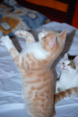 Zwei junge Katze beim Spielen. © Theresia Karanitsch