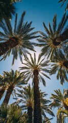 Fototapeta premium Tall palm trees reach towards a bright blue sunny sky