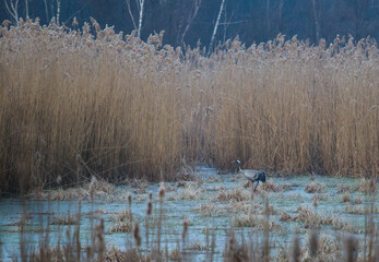 Żuraw brodzący w stojącej turkusowej wodzie pośród wysokich żółtych wodnych trzcin © kubikactive