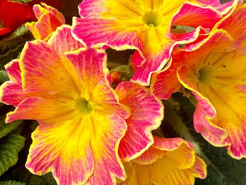 yellow-pink primroses with a border
