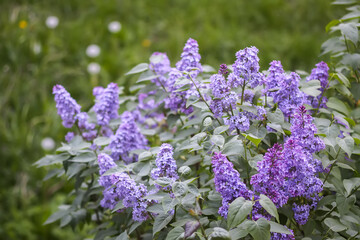 Obraz premium Syringa vulgaris flowers blooming in shades of purple. Perfect for fragrant spring visuals, garden designs, and botanical content.