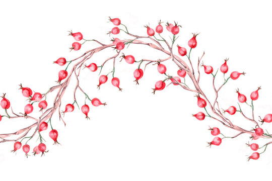 A seamless border with bare branches of ripe rose hips in a wave shape. Isolated watercolor illustration for designs related to natural ingredients, health, herbal medicine, and wedding typography.