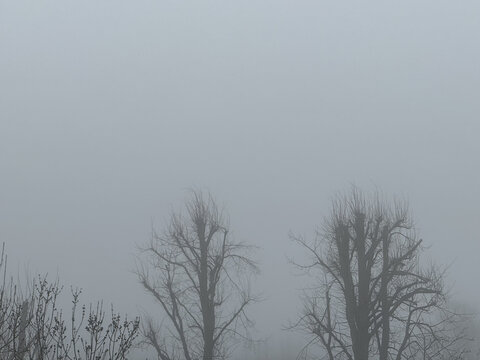 Trees in Fog