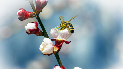 a bee collects pollen on flowers. Honey bee, Apis mellifera, nectar feeding on Cherry blossom. Spring time in a garden. selective focus. apricots are blooming. macro nature, background © Oleksandr Filatov
