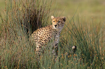 Fototapeta premium Guépard,